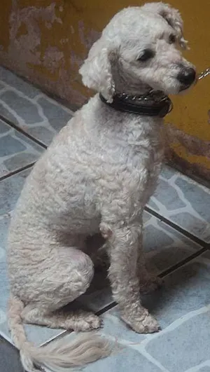 Cachorro raça Poodle idade 2 anos nome Procura 1 DONO