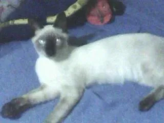 Gato ra a Siamês idade 7 a 11 meses nome ENCONTRADO - C. Gra