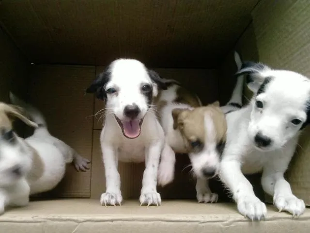 Cachorro ra a srd idade Abaixo de 2 meses nome Filhotes