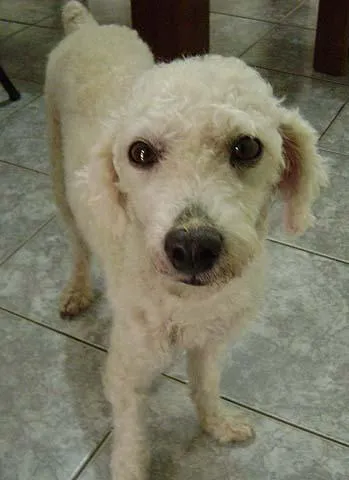 Cachorro ra a Poodle idade 2 anos nome Procura DONO