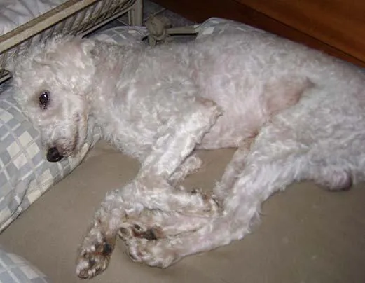 Cachorro ra a Poodle idade 2 anos nome Procura DONO