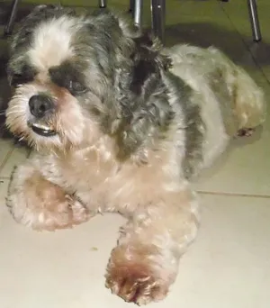 Cachorro raça LhasaApso idade 6 ou mais anos nome PROCURO o DONO