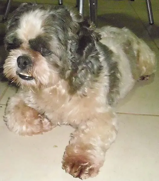 Cachorro ra a LhasaApso idade 6 ou mais anos nome PROCURO o DONO