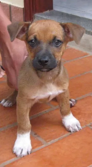 Cachorro raça SRD idade Abaixo de 2 meses nome Duck - Macho - C. G