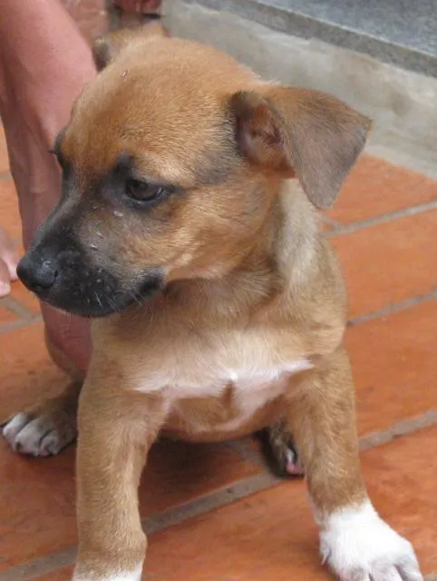 Cachorro ra a SRD idade Abaixo de 2 meses nome Duck - Macho - C. G