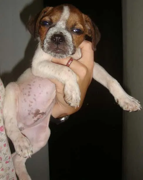 Cachorro ra a SRD idade 2 a 6 meses nome Novinhos