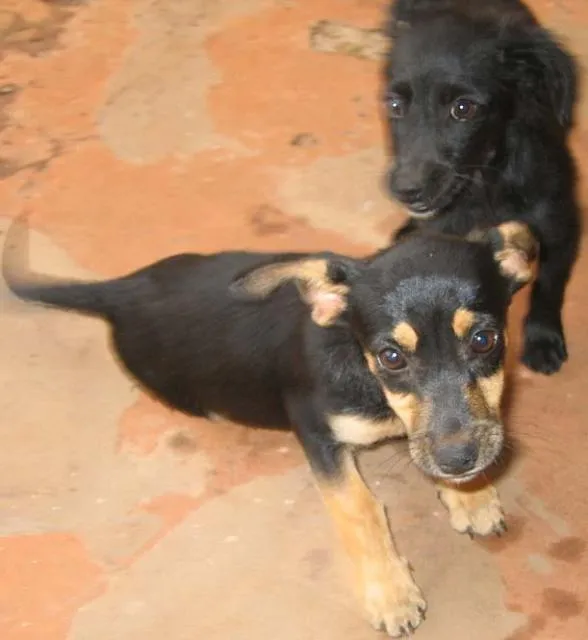 Cachorro ra a SRD idade 2 a 6 meses nome LINDOS