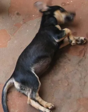 Cachorro raça SRD idade 2 a 6 meses nome LINDOS