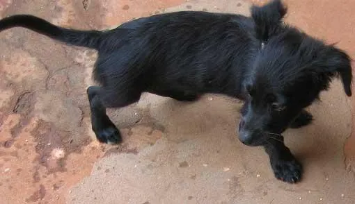 Cachorro ra a SRD idade 2 a 6 meses nome LINDOS