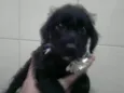 Filhotes schnauzer