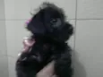 Filhotes schnauzer
