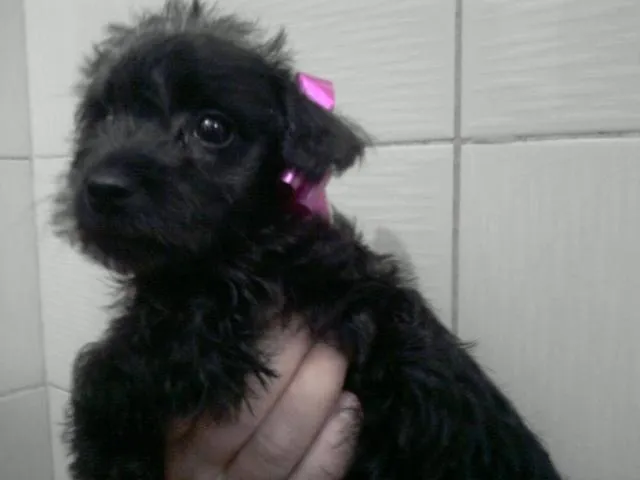 Cachorro ra a  idade Abaixo de 2 meses nome Filhotes schnauzer 