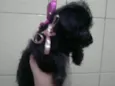 Filhotes schnauzer