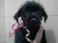 Filhotes schnauzer