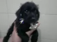Filhotes schnauzer