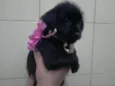 Filhotes schnauzer