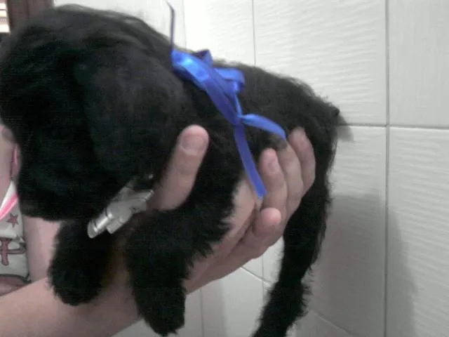 Cachorro ra a  idade Abaixo de 2 meses nome Filhotes schnauzer 