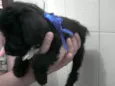 Filhotes schnauzer