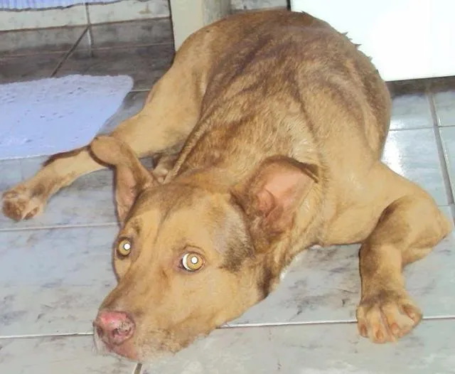 Cachorro ra a PitBull idade 4 anos nome Relampago