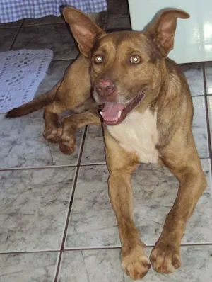 Cachorro raça PitBull idade 4 anos nome Relampago