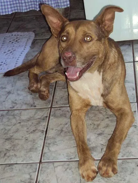 Cachorro ra a PitBull idade 4 anos nome Relampago