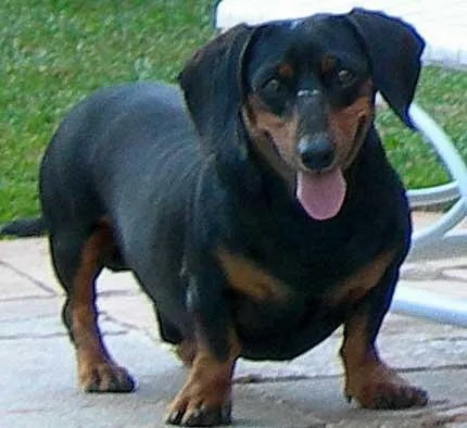 Cachorro ra a Basset idade 6 ou mais anos nome Procura ZORRO