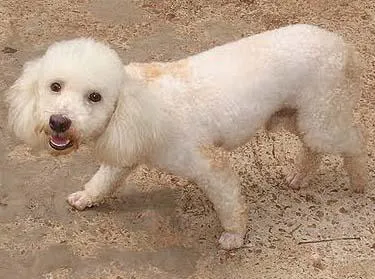 Cachorro ra a Poodle idade  nome Mickey