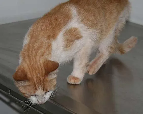 Gato ra a SRD idade nome Linda