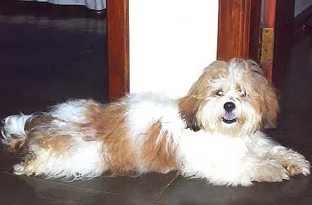 Cachorro ra a LhasaApso idade 7 a 11 meses nome Procura GRATIFICA