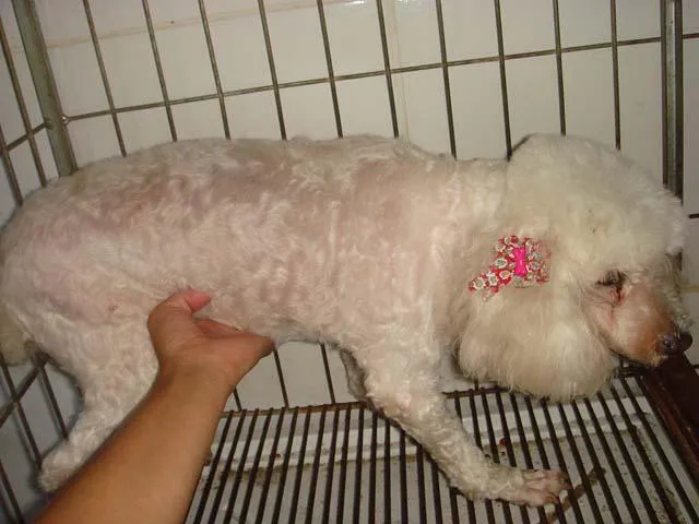 Cachorro ra a Poodle idade 6 ou mais anos nome Procura o DONO