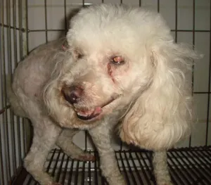 Cachorro raça Poodle idade 6 ou mais anos nome Procura o DONO