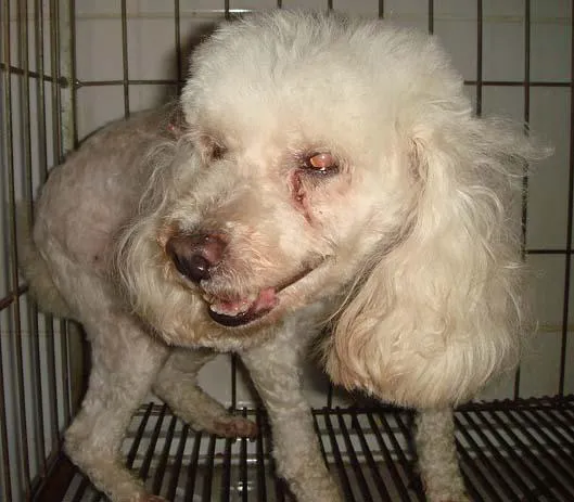 Cachorro ra a Poodle idade 6 ou mais anos nome Procura o DONO