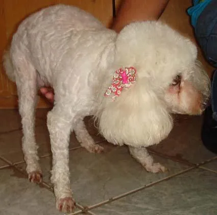 Cachorro ra a Poodle idade 6 ou mais anos nome Procura o DONO