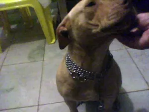 Cachorro raça PitBull idade 4 anos nome PURÍSSIMA