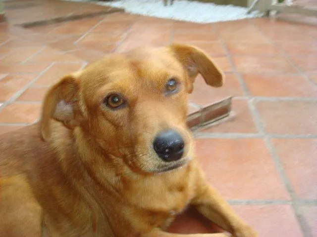 Cachorro ra a SRD idade 1 ano nome Chuvisco