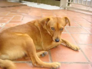 Cachorro raça SRD idade 1 ano nome Chuvisco