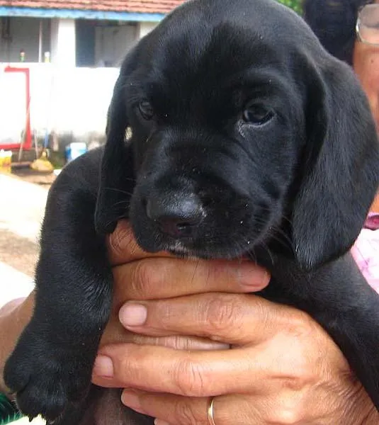 Cachorro ra a SRD idade Abaixo de 2 meses nome NOVINHOS