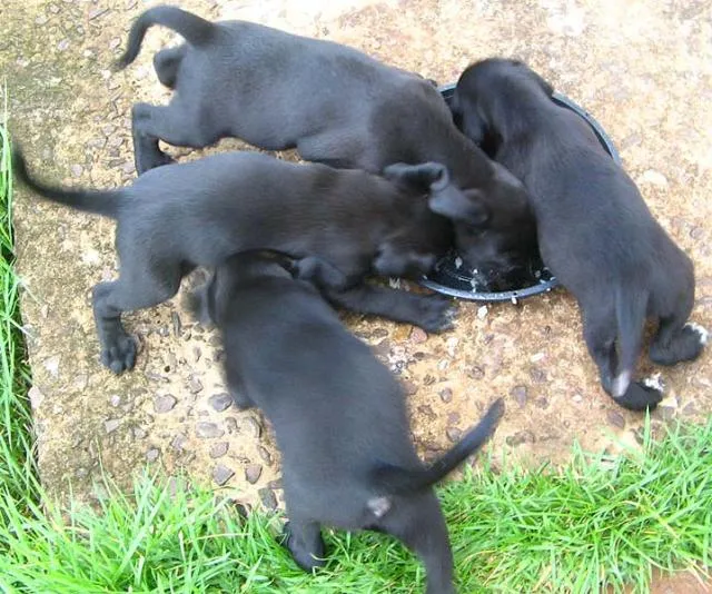 Cachorro ra a SRD idade Abaixo de 2 meses nome NOVINHOS