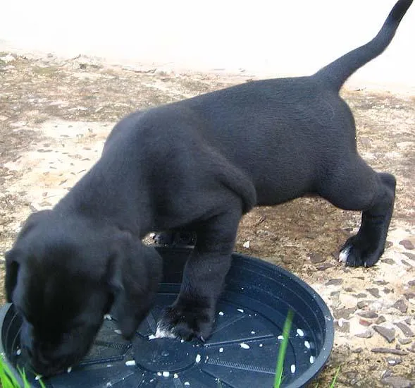 Cachorro ra a SRD idade Abaixo de 2 meses nome NOVINHOS