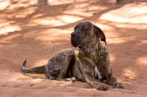 Cachorro raça FILA idade 2 anos nome Grandona