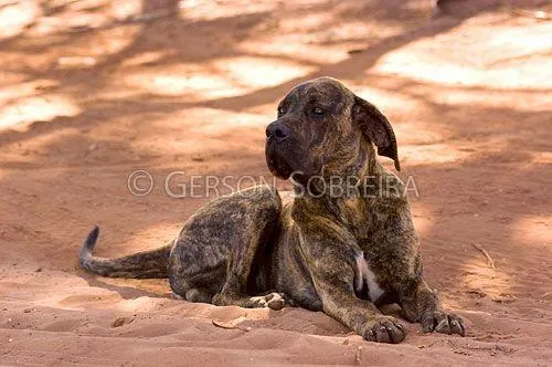 Cachorro ra a FILA idade 2 anos nome Grandona