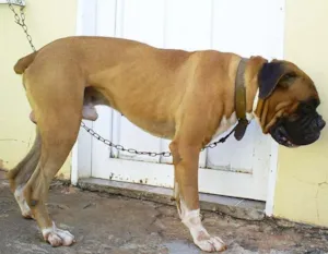 Cachorro raça Boxer idade  nome PURO