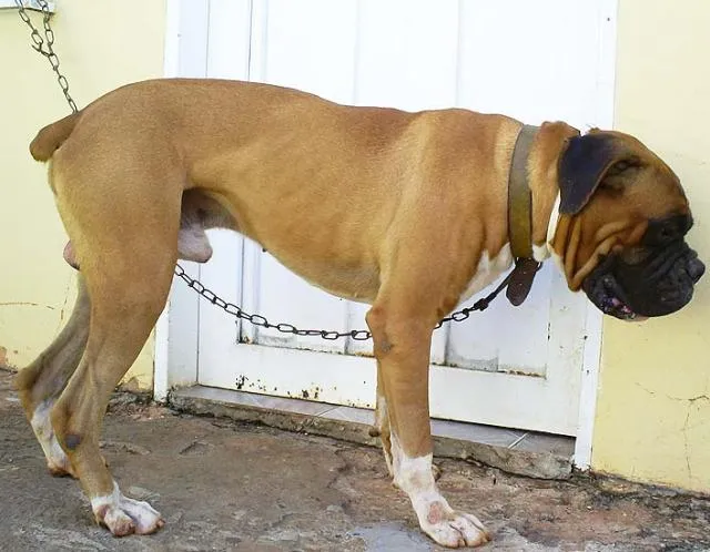 Cachorro ra a Boxer idade  nome PURO