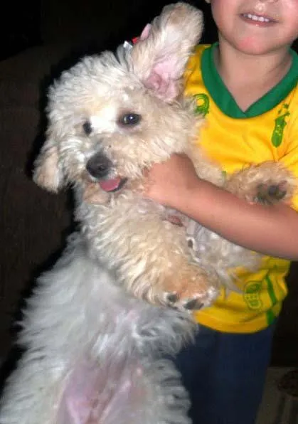 Cachorro ra a Poodle idade 7 a 11 meses nome PROCURA Bia