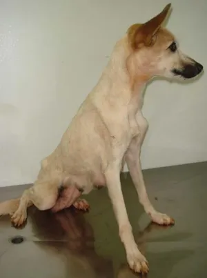 Cachorro raça SRD idade  nome GIGI