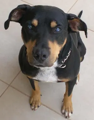 Cachorro raça SRD idade 2 anos nome Guarda IDEAL
