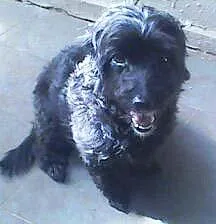 Cachorro raça Poodle idade 1 ano nome Procura DONO