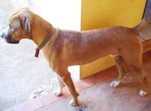 Cachorro raça Boxer idade 3 anos nome DOA-SE