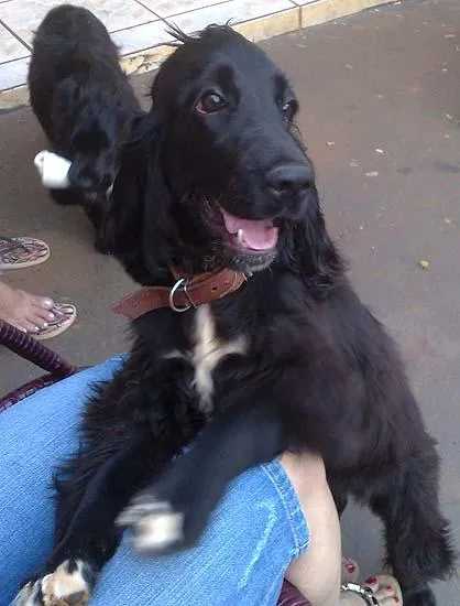 Cachorro ra a Cocker idade 7 a 11 meses nome May e Nino