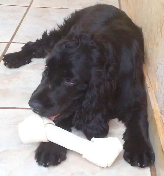 Cachorro ra a Cocker idade 7 a 11 meses nome May e Nino